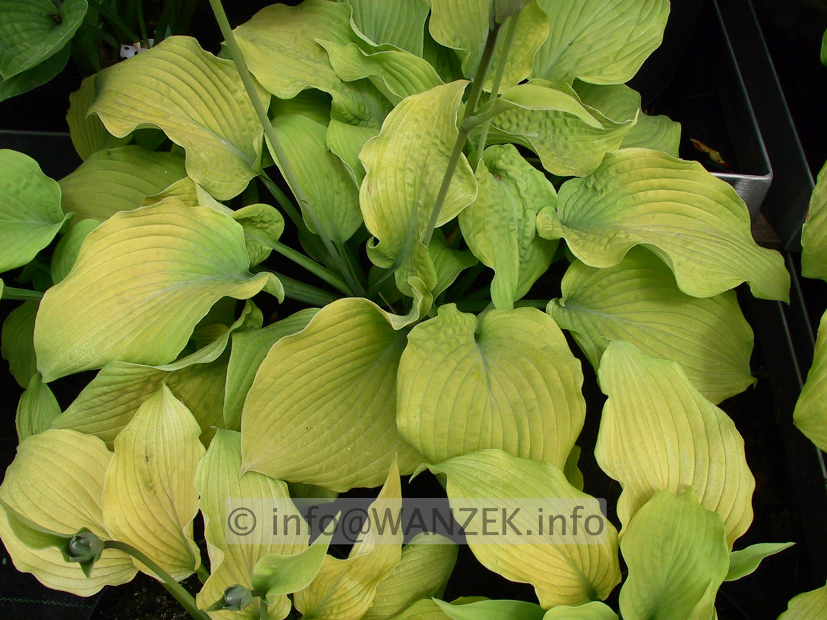Hosta Hybride Piedmont Gold 03.jpg